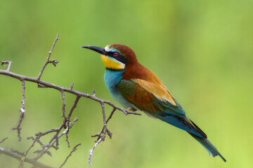 Bee eater on a branch