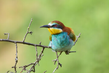 Obraz premium Bee eater on a branch