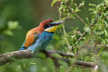 Bee eater on a branch