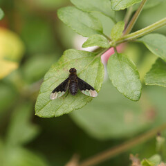 (Hemipenthes morio) Anthracine morio, une sorte de mouche originale aux corps sombre, finement...