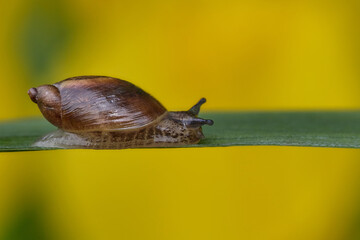 Snail on the go