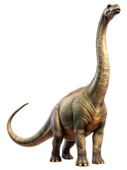 The Dinosaur Diplodocus Looks into the Frame Depicted in Full Height on a Transparent Background