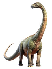 The Dinosaur Diplodocus Looks into the Frame Depicted in Full Height on a Transparent Background