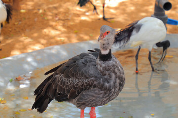 Their wings are dark, boldly barred with white. Their rump and tail feathers are broadly tipped with rusty or white. The bare skin of the head and neck varies from red to blue to gray. Turkeys travel 