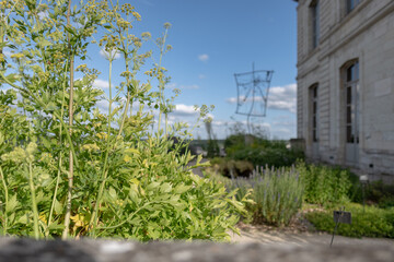 Close-up view on a chervil leaves with blurred back ground