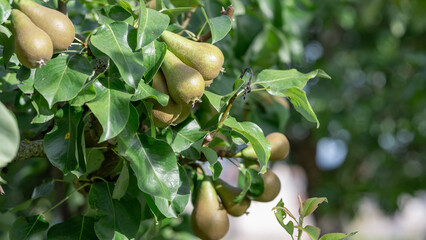 Young pears taken in summer on their tree