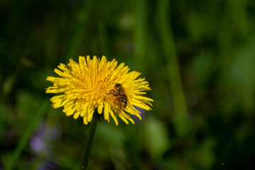 abeille