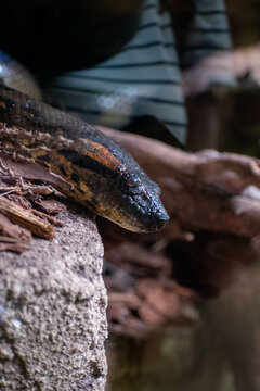 anaconda