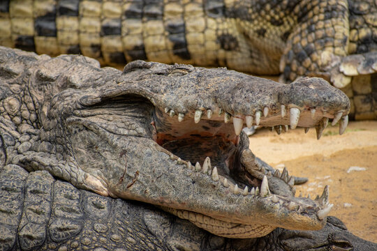 crocodille