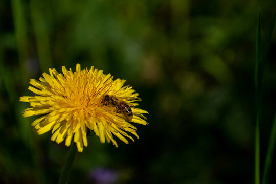 abeille