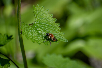 anmaux