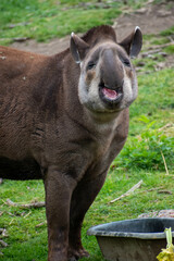 Fototapeta premium animaux