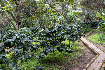 Coffee plants with unripe coffee fruits