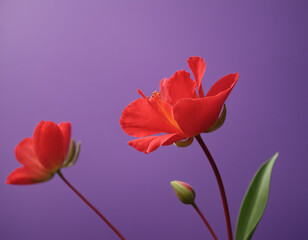 Fototapeta premium Red Flowers Against Purple Background - Artistic Floral Composition