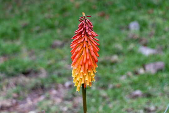 Kniphofia uvaria (also known as in bloom torch lily)