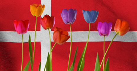 A Colorful Bouquet of Tulips Flourishes Against the Vibrant Danish Flag