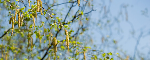 Delicate Springtime Catkins Hanging on Birch Branches