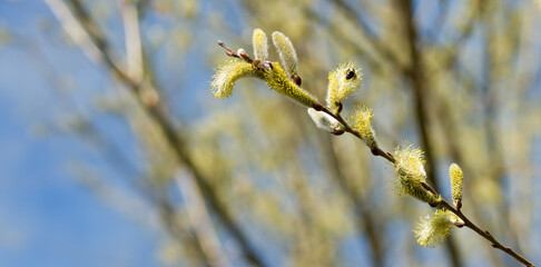 Delicate Willow Catkins Against a Clear Spring Sky