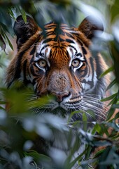 Fototapeta premium Close-Up of a Tiger in Dense Foliage - Intense close-up of a tiger's face peeking through dense foliage, capturing its piercing gaze and vibrant fur patterns.