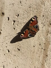 Schmetterling auf Beton