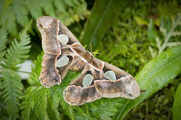 Attacus atlas