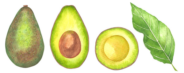 Hand drawn watercolor illustration of avocado. Sliced ​​avocado drawn in watercolor.