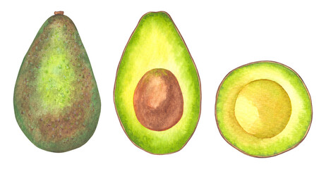 Hand drawn watercolor illustration of avocado. Sliced ​​avocado drawn in watercolor.