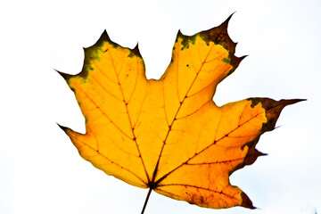 Atmospheric foliage photo in autumn