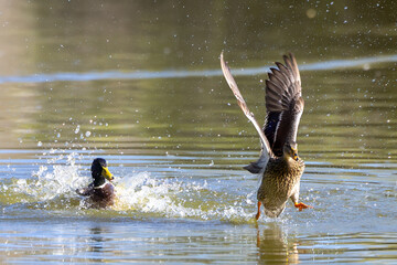 Female Mallard Taking Flight On A Pond