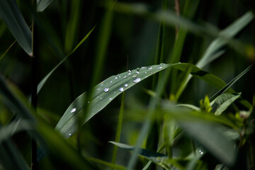Water drops on leaves after rain