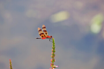 The Halloween Pennant (Celithemis eponina) is a dragonfly found in North America