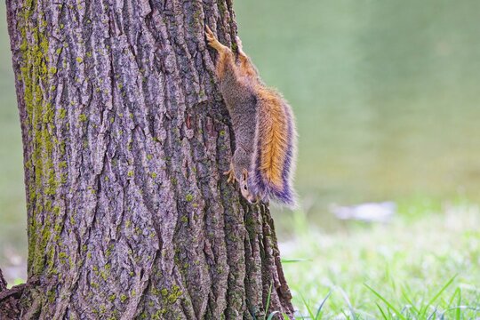 The fox squirrel (Sciurus niger), also known as the eastern fox squirrel or Bryant's fox squirre