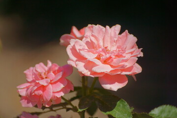 pink rose flower