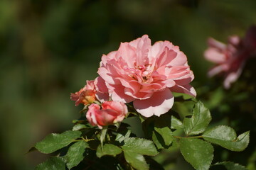 pink rose bush