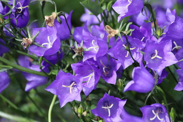Peach leaved bellflowers. Campanula persicifolia.