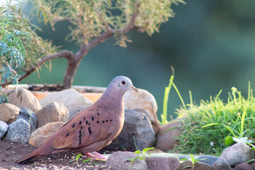 Pigeon in the forest amidst trees and rocks drinking water.