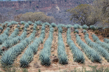 Landscape of agave plants to produce tequila