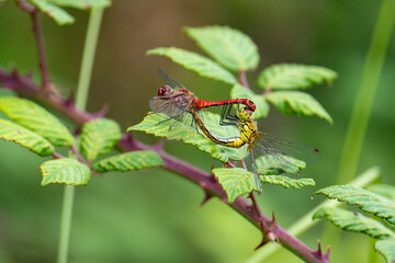 Male and Female Ruddy darter (Sympetrum sanguineum) mating on a blackberry leaf