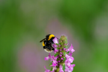 A bumblebee pollinates a purple flower in a biodiverse garden, supporting the ecosystem