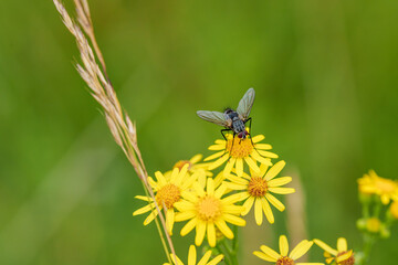 Fly on bright yellow wildflowers in a lush meadow against a serene green background