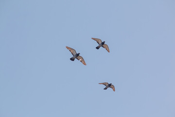 Three pigeons in flight against a blue sky