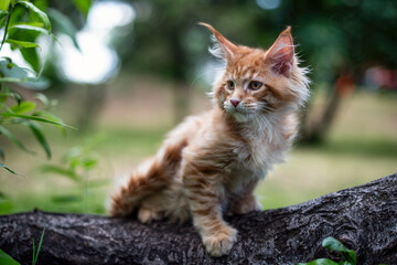 A very beautiful Maine kitten in nature.