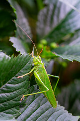 Pasikonik zielony (Tettigonia viridissima) Green grasshopper