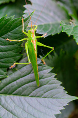 Pasikonik zielony (Tettigonia viridissima) Green grasshopper