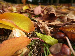 Autumn landscape conker leaf floor