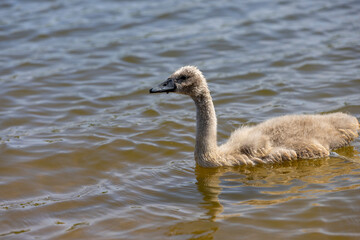 young swans in gray down swim on the lake