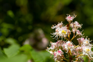 a flowering chestnut tree in spring