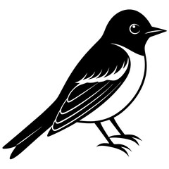 Eastern Phoebe vector silhouette on white background