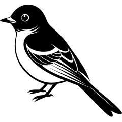 Eastern Phoebe vector silhouette on white background