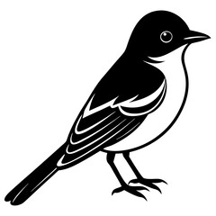 Eastern Phoebe vector silhouette on white background